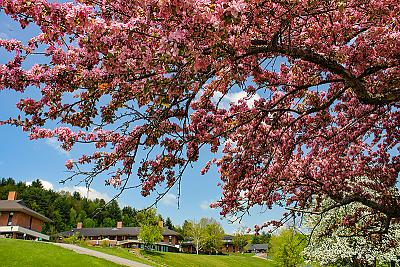 Apple blossoms on campus in full Spring bloom